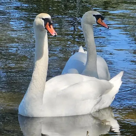 Ferienhaus Kiara Feldberger Seenlandschaft
